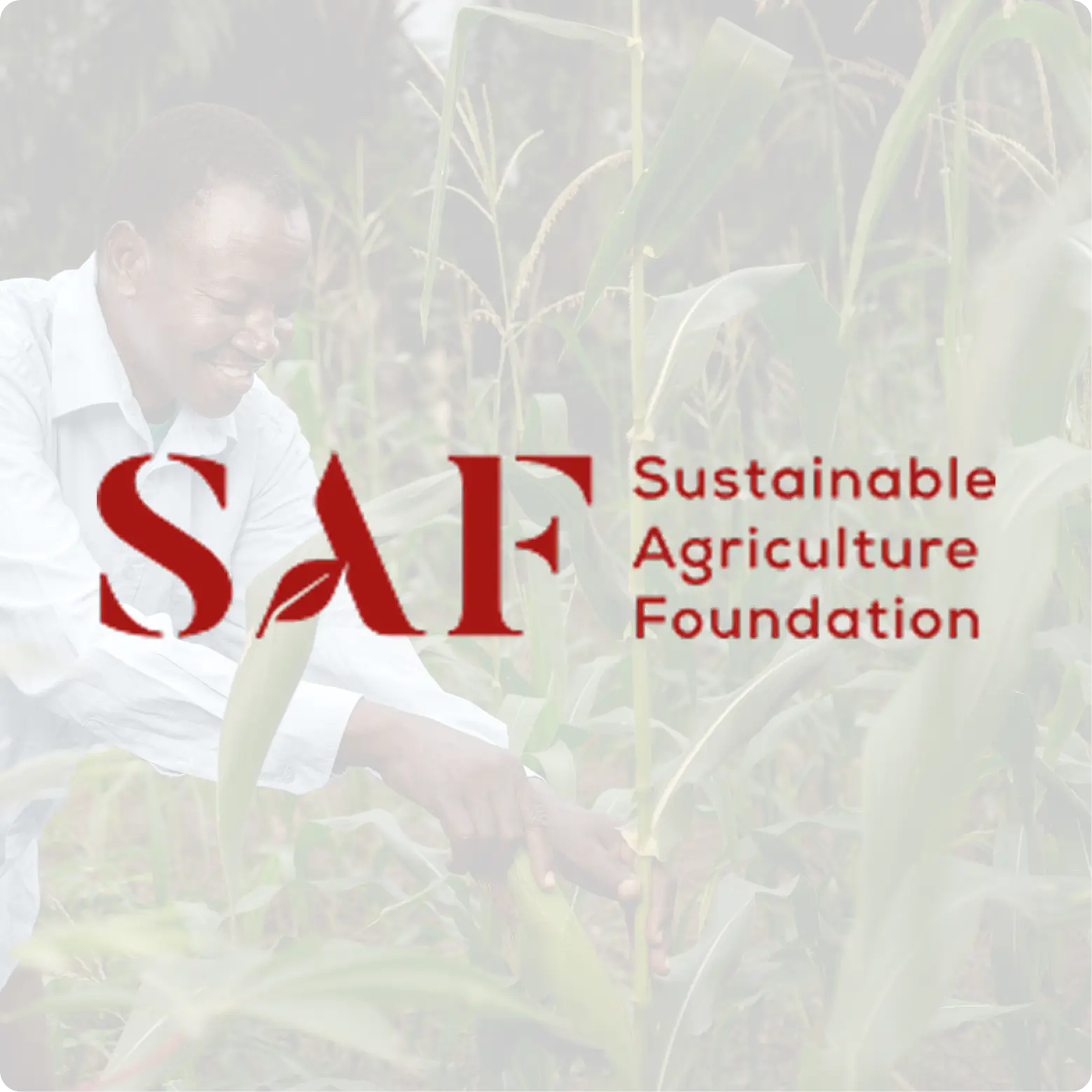 SAF – Website Design & Developement